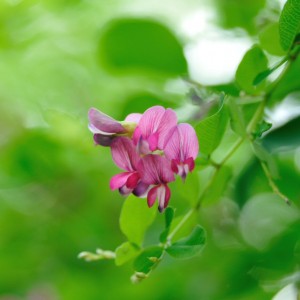 9月11日の萩の花