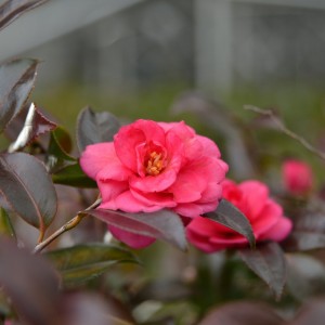 信貴山下駅前の山茶花