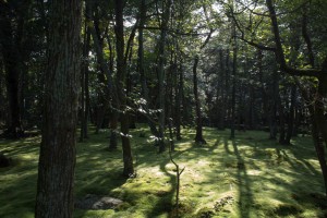 秋篠寺金堂跡の苔庭園