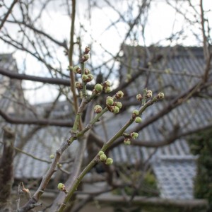 立野/観音寺裏の白梅