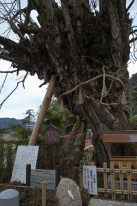 葛木一言主神社の乳銀杏