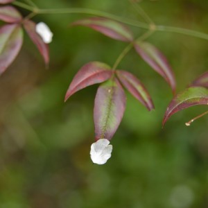 南天に乗った桜