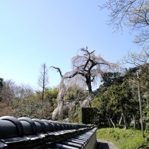 月峰山遍照院の枝垂れ桜