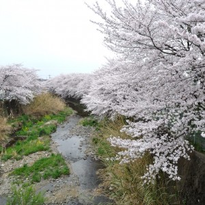 満開の飛鳥川