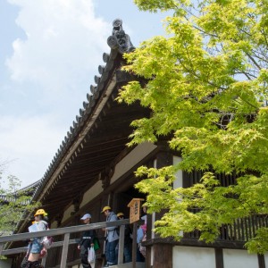 若葉の法隆寺