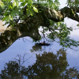 大仏池の浮巣