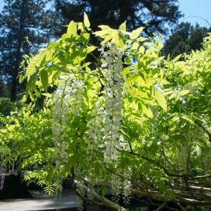 万葉植物園の藤