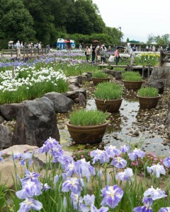 馬見丘陵公園の菖蒲田