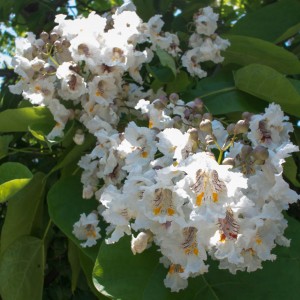 木大角豆の花