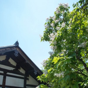 元興寺の木大角豆