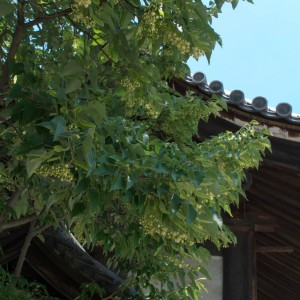 東門入り口脇の菩提樹の花
