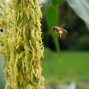 玉蜀黍の雄しべに飛ぶ蜂