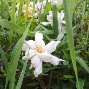 梔子の垣根