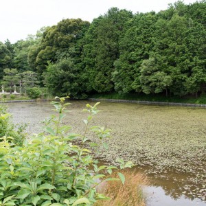 成務天皇陵前の濠。蓴菜が一面に。