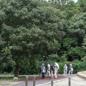 大ヤマモモの木の下で