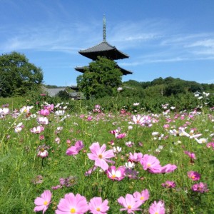 法起寺三重の塔とコスモス