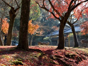 奈良公園