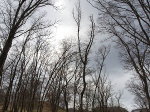 馬見丘陵の冬木立