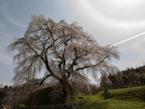 又兵衛桜