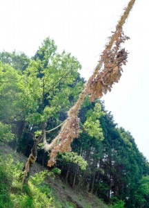 生田地区の勧進縄