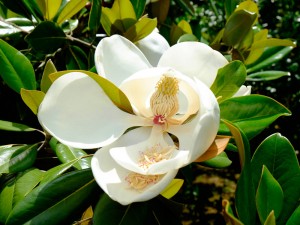 泰山木の花