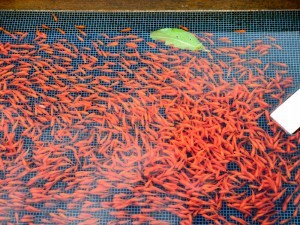 大和郡山・金魚資料館にて