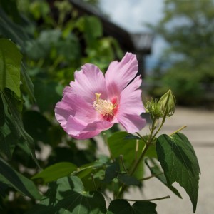 橘寺の紅芙蓉