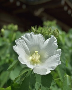 橘寺の芙蓉