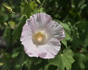 橘寺の酔芙蓉