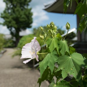 橘寺の酔芙蓉