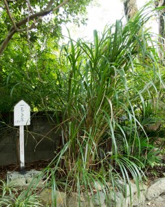 在原神社の一叢芒