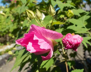 名残の酔芙蓉