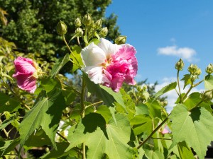 八重咲の酔芙蓉