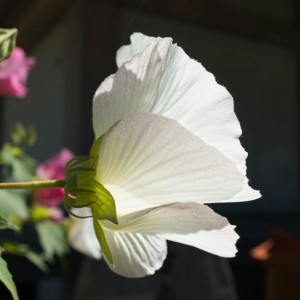 花弁の裏から酔い始めた酔芙蓉