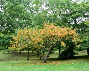 裏年の柿の紅葉