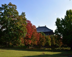 東大寺大仏殿裏の櫨紅葉