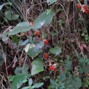 信貴山へのハイキングコースで