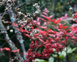 白式部と紅葉した南天