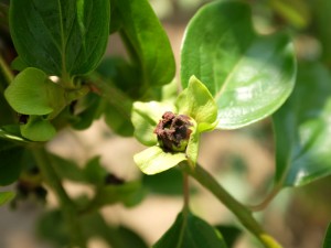 柿の花から実へ