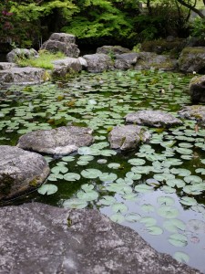 大山崎山荘美術館の睡蓮