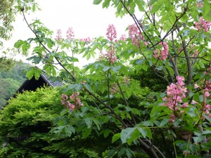 紅橡の木の花