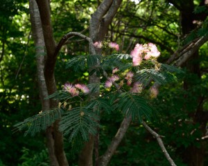 森の中の合歓の花