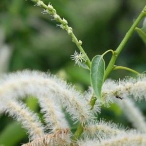 雌花の小さな突起はもうすでに固くて痛い。これが毬になるのかな。