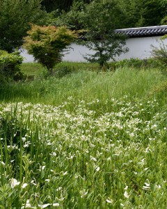 興福院の半夏生