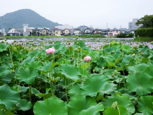 本薬師寺跡より畝傍を臨む