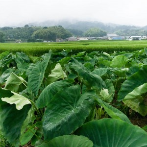 飛鳥の芋畑。奥は多武峰。