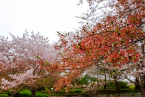 馬見丘陵の桜蘂