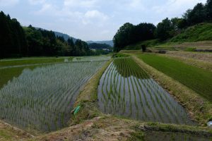 宇陀・玉立（とうだち）の棚田