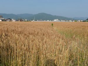 桜井市の麦畑