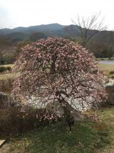 万葉文化館の梅